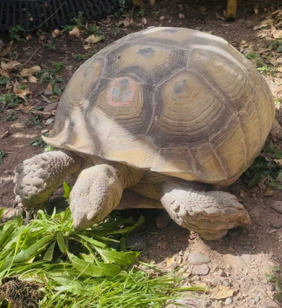 Large tortoise eating grass